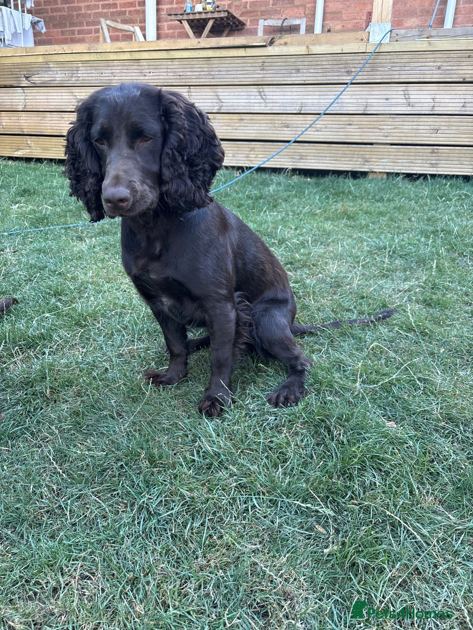 Cocker Spaniel dogs 2 years old cocker spaniel  **  - Advert 7
