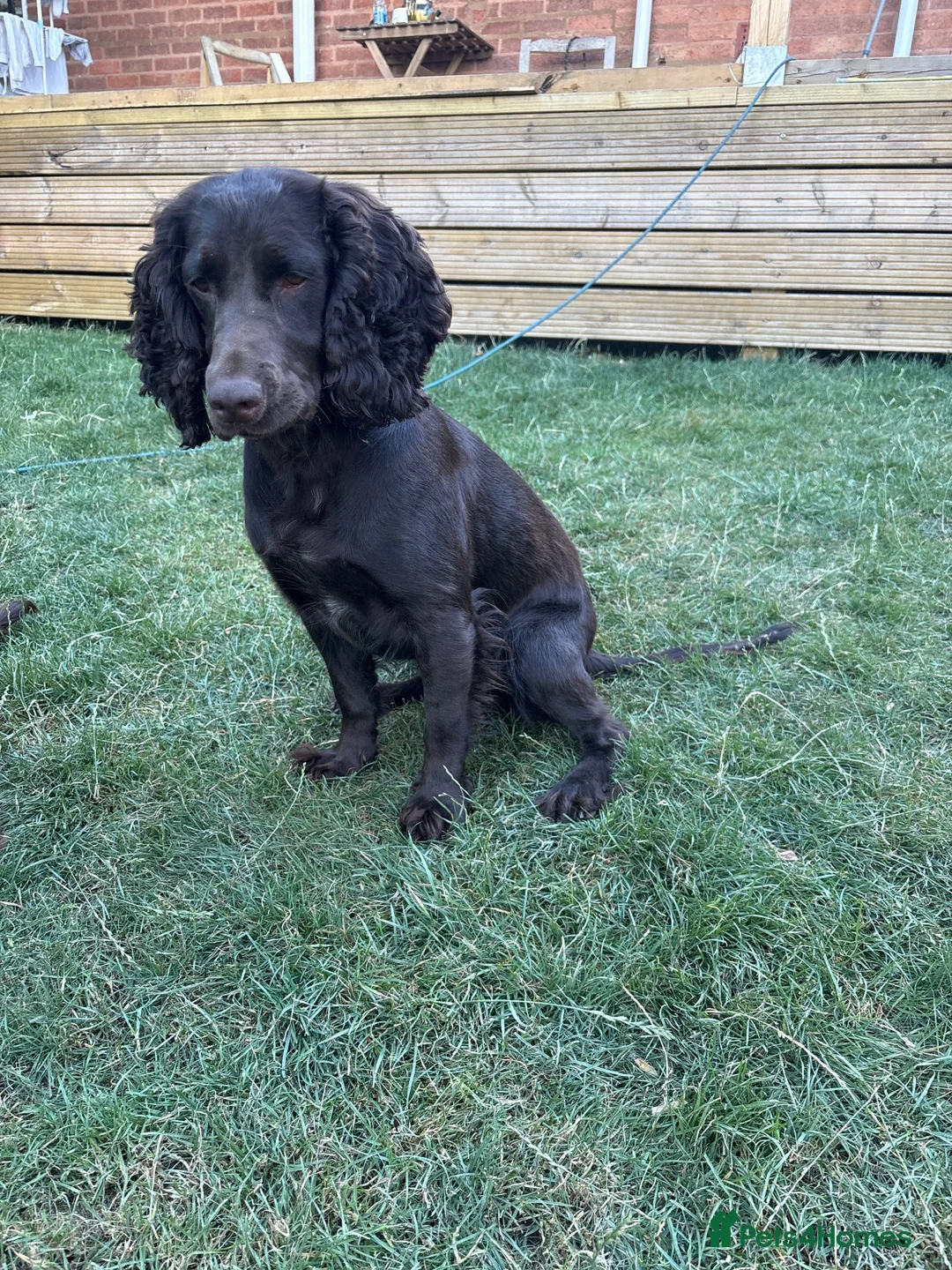 Cocker Spaniel dogs for sale: 2 years old cocker spaniel  **  in Bridgnorth - Advert 1