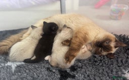 Ragdoll cats for sale: Beautiful Ragdoll kittens open to reasonable offer - Image 13