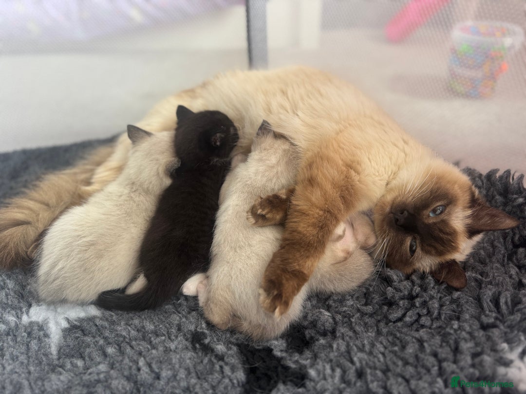 Ragdoll cats for sale: Beautiful Ragdoll kittens open to reasonable offer - Image 13