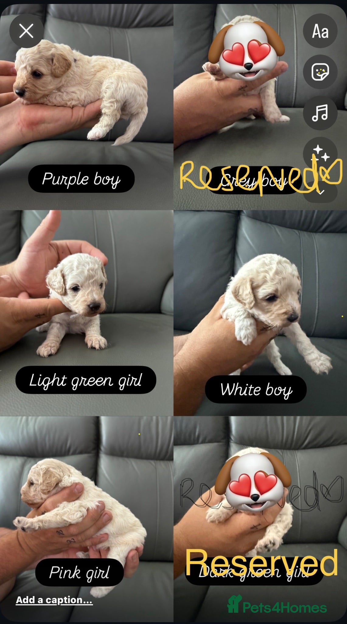Cavapoo dogs 6 beautiful Cavapoo puppies - Advert 13