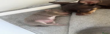 Chihuahua 2