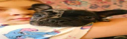 French Bulldog dogs for sale: 2 beautiful boys left - Advert 7