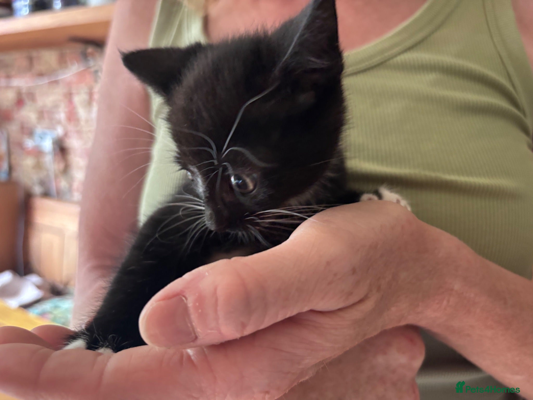 British Shorthair cats Friendly family-raised kittens ready now  - Advert 2