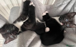Mixed Breed cats for sale: 2 adorable boys READY TO GO - Image 9