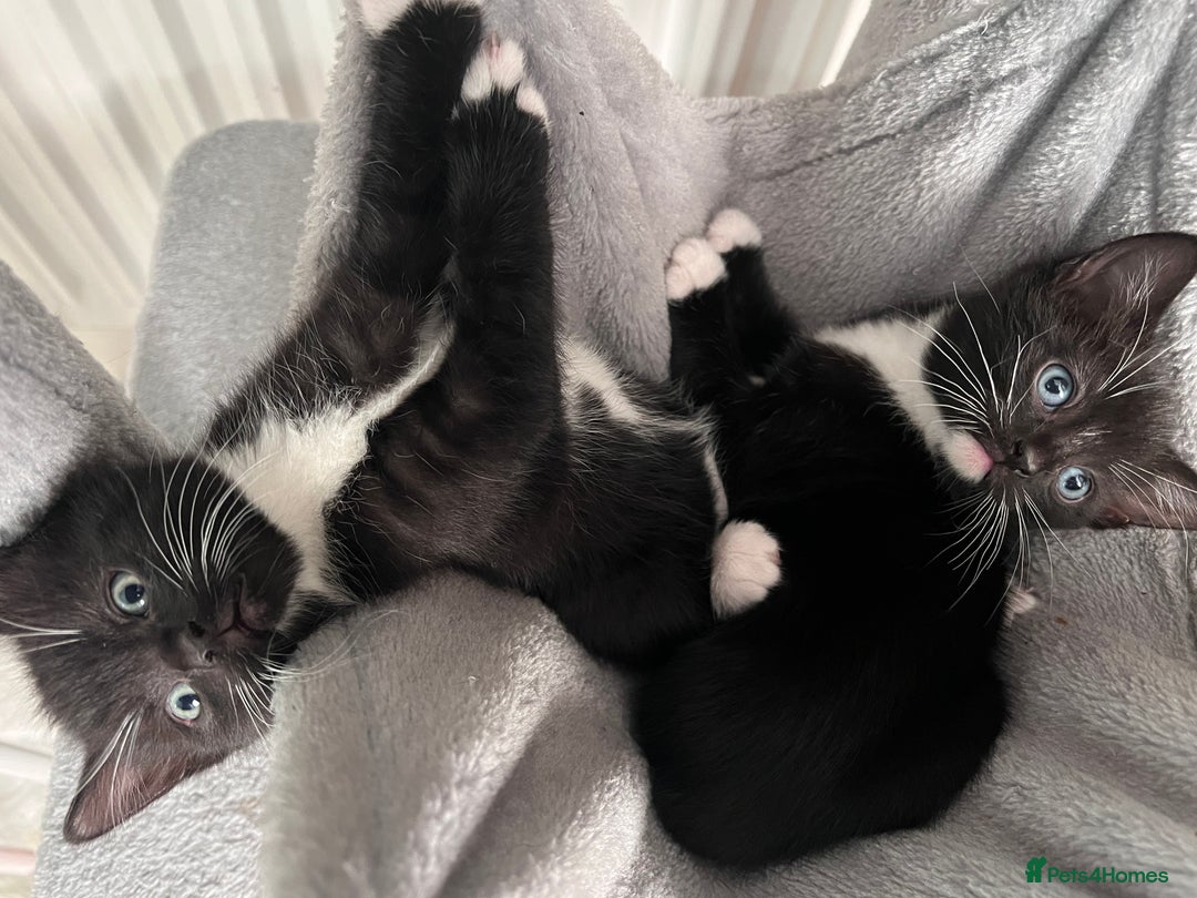 Mixed Breed cats for sale: 2 adorable boys READY TO GO - Image 9