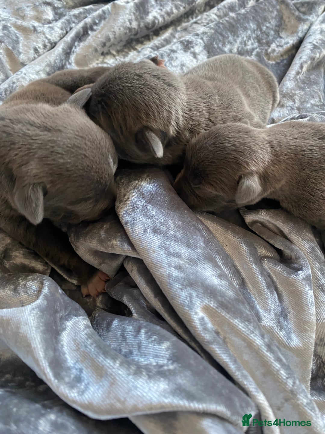 Staffordshire Bull Terrier dogs for sale: Blue Stafford puppies - Image 3