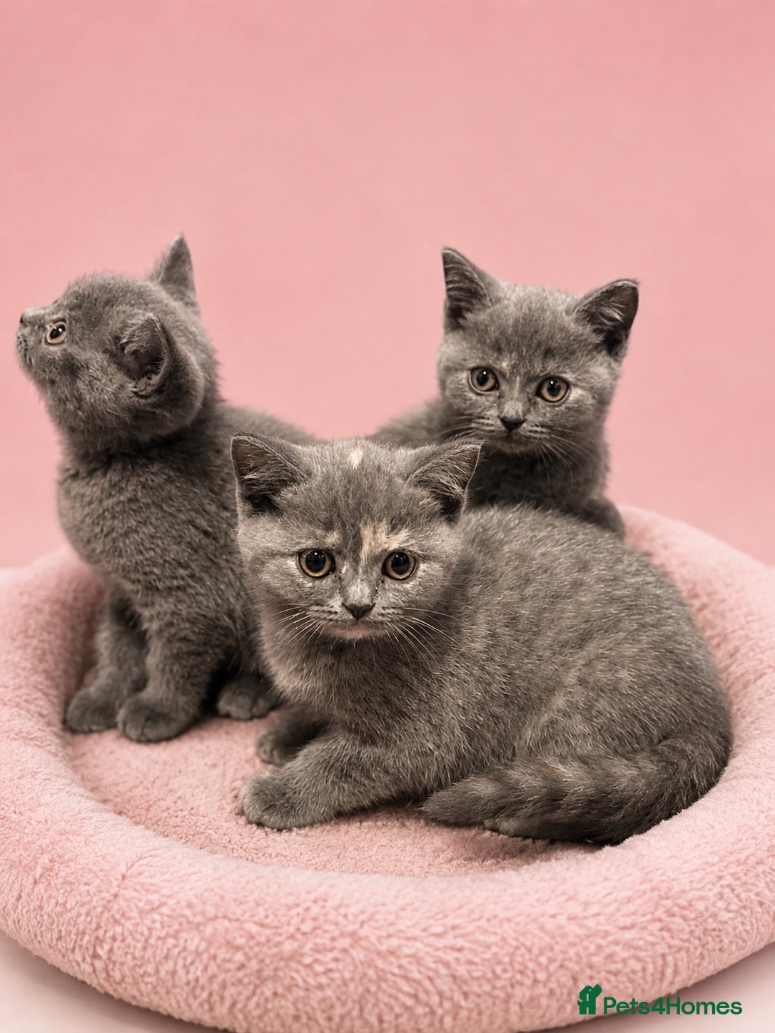 British Shorthair cats Beautiful kitten 💖 - Advert 18