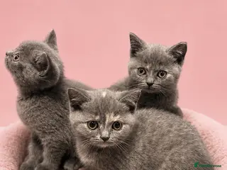 British Shorthair cats Beautiful kitten 💖 - Advert 18