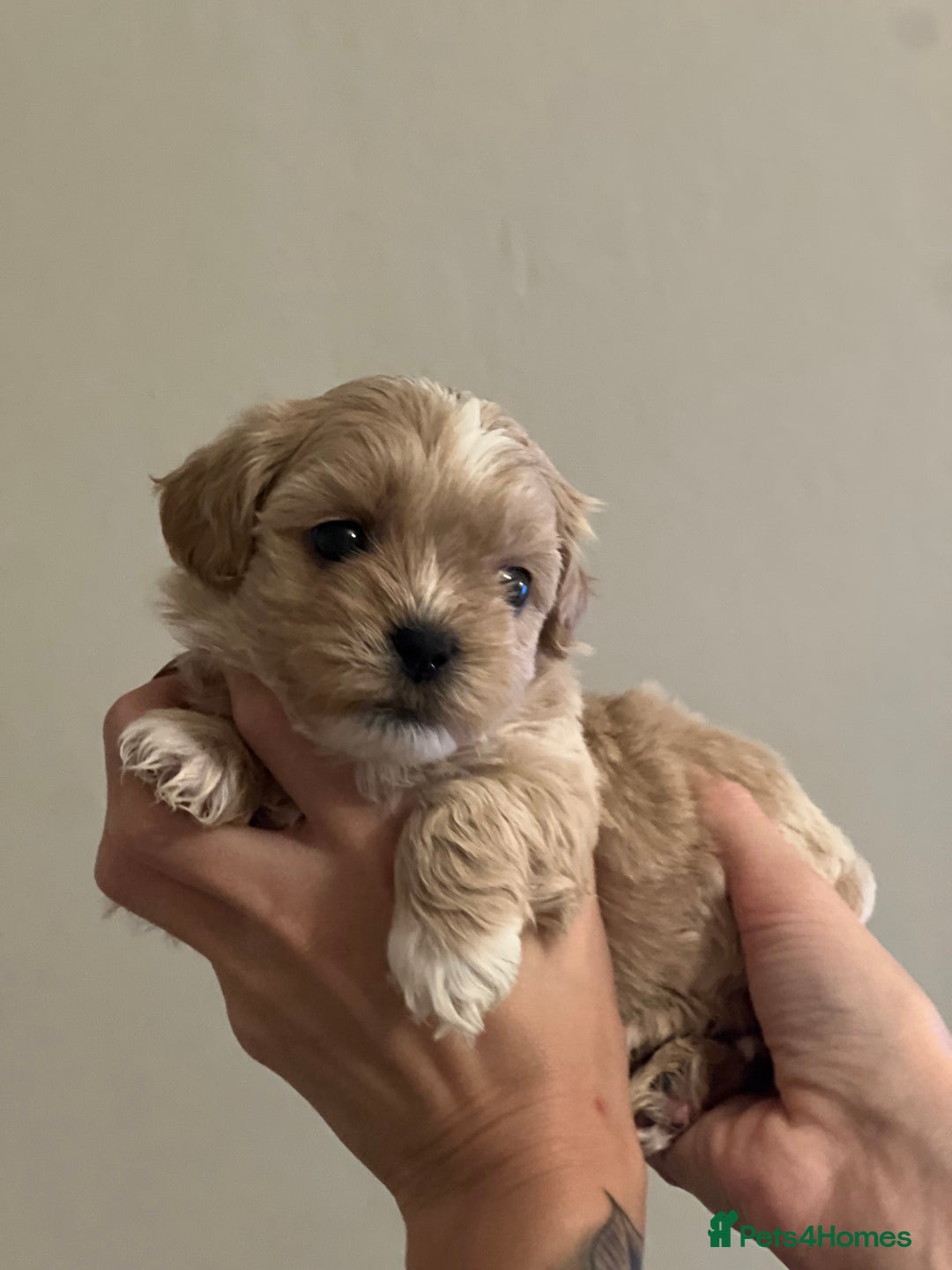 Shihpoo dogs for sale: Shihpoo puppies looking for homes - Advert 21
