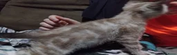 British Shorthair cats for sale: x1 female left  - Advert 4
