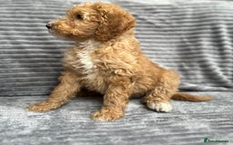 Goldendoodle dogs for sale: STUNNING GOLDEN DOODLES READY NOW - Image 15