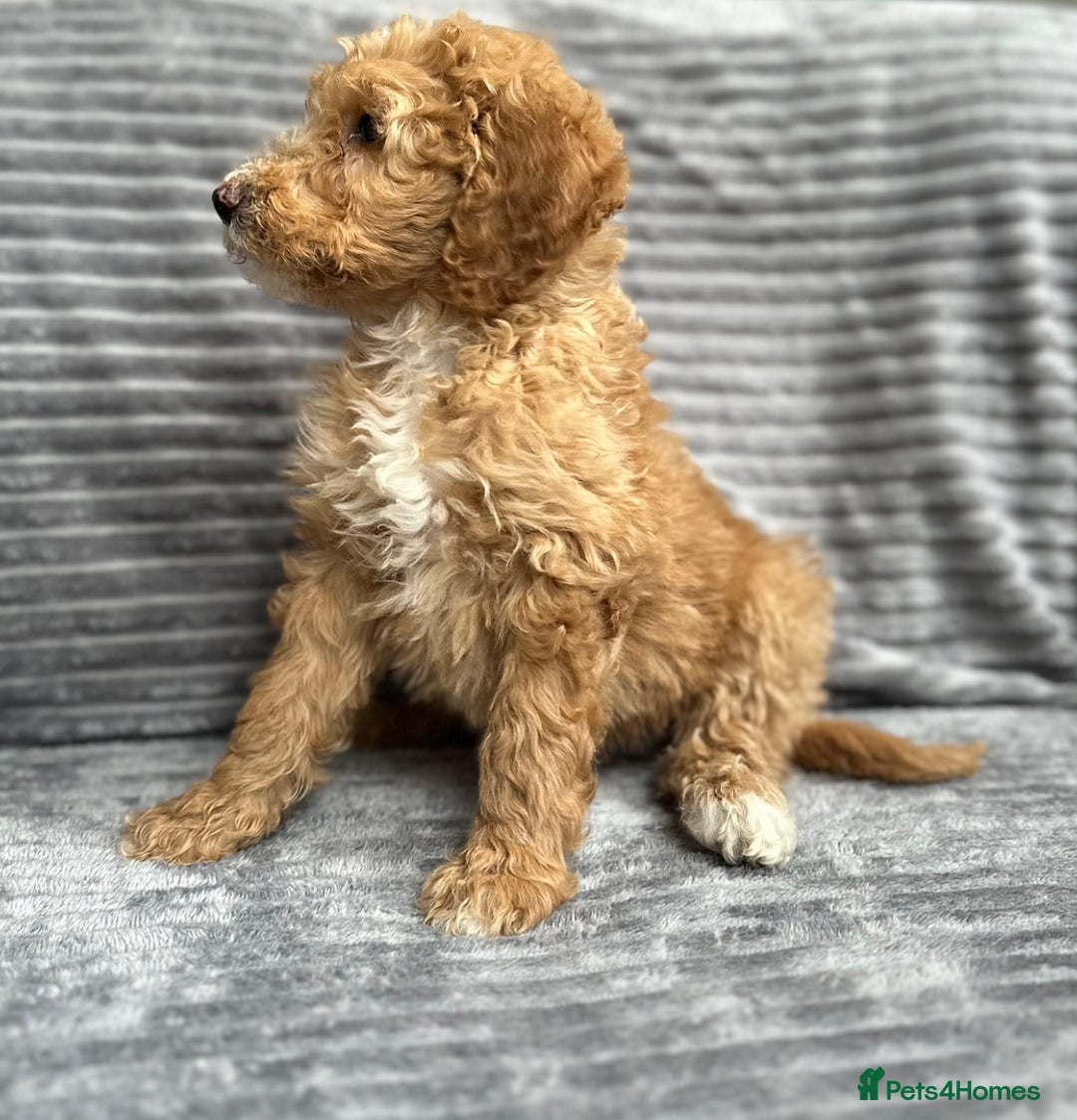 Goldendoodle dogs for sale: STUNNING GOLDEN DOODLES READY NOW - Image 15