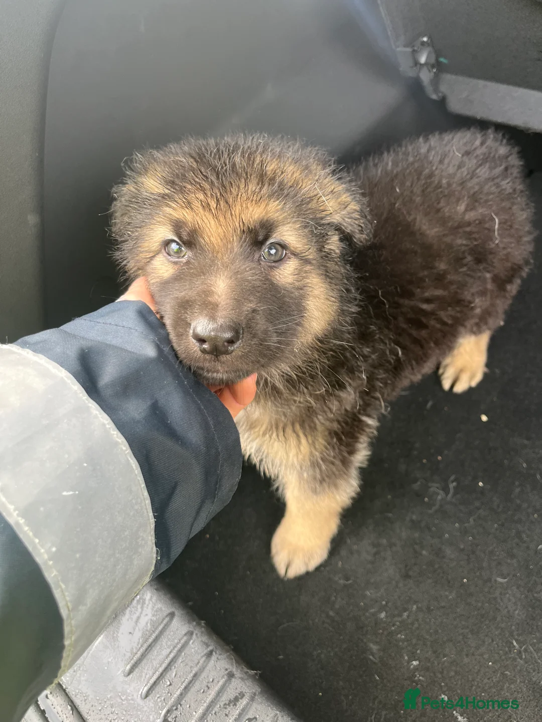 German Shepherd dogs for sale: Beautiful KC Reg Straight Back German Shepherds🐾 - Advert 21