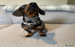 Dachshund dogs for sale: 2 year old dachshund  - Image 4