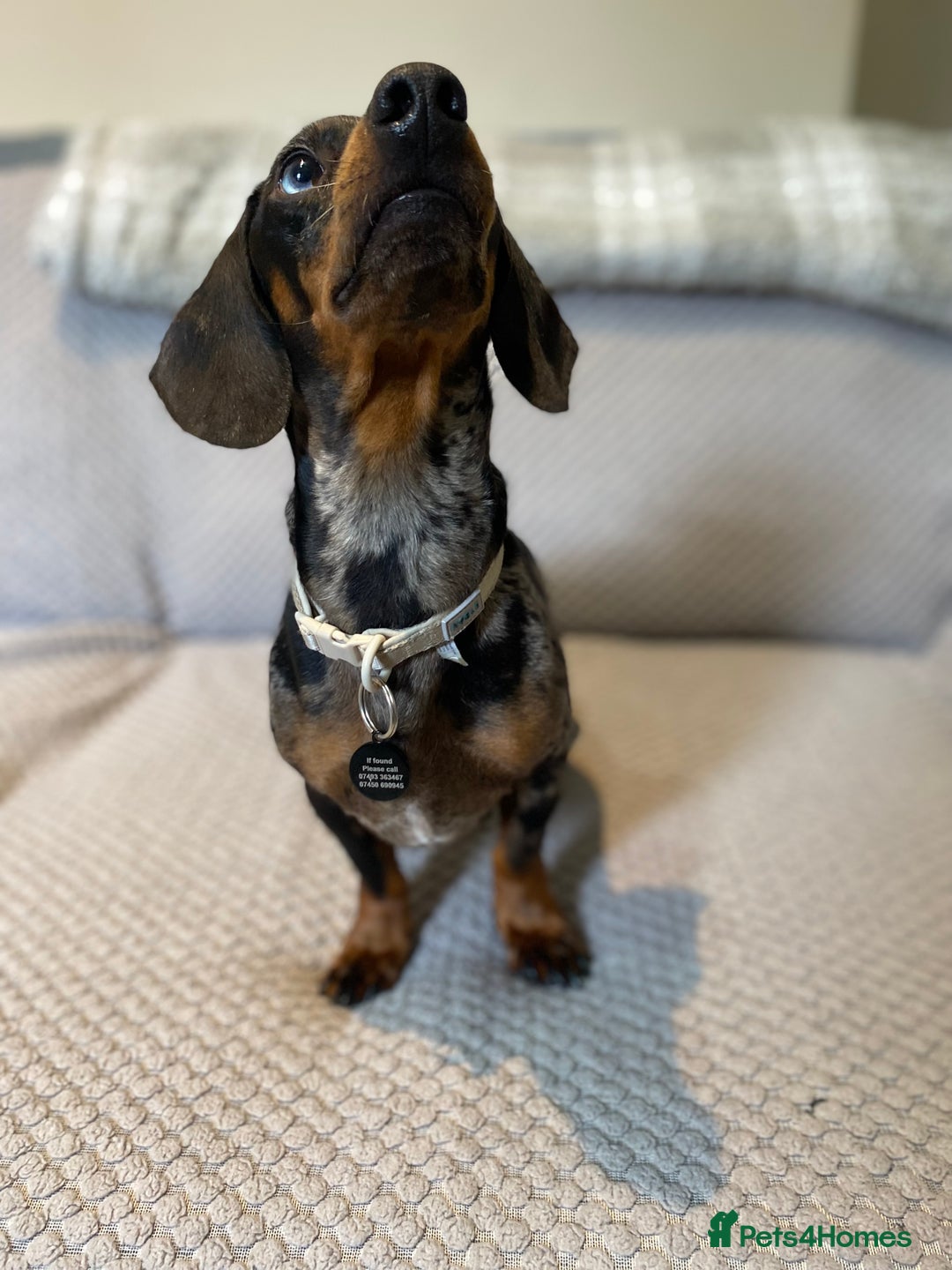 Dachshund dogs for sale: 2 year old dachshund  - Image 4