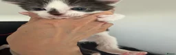 Brazilian Shorthair cats for sale: Beautiful Brazilian Shorthair kittens - Advert 2