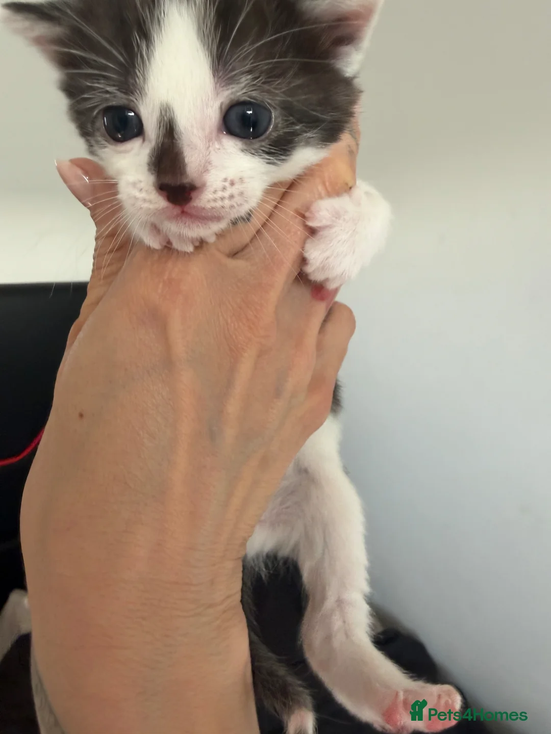 Brazilian Shorthair cats for sale: Beautiful Brazilian Shorthair kittens - Advert 2