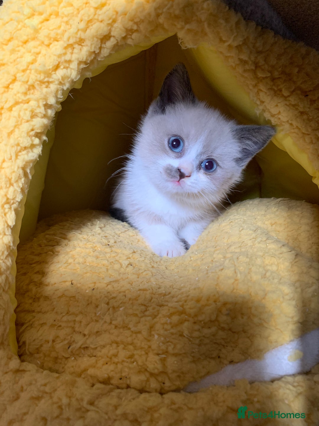 Persian cats for sale: Our cute adorable little female seal point  - Image 2