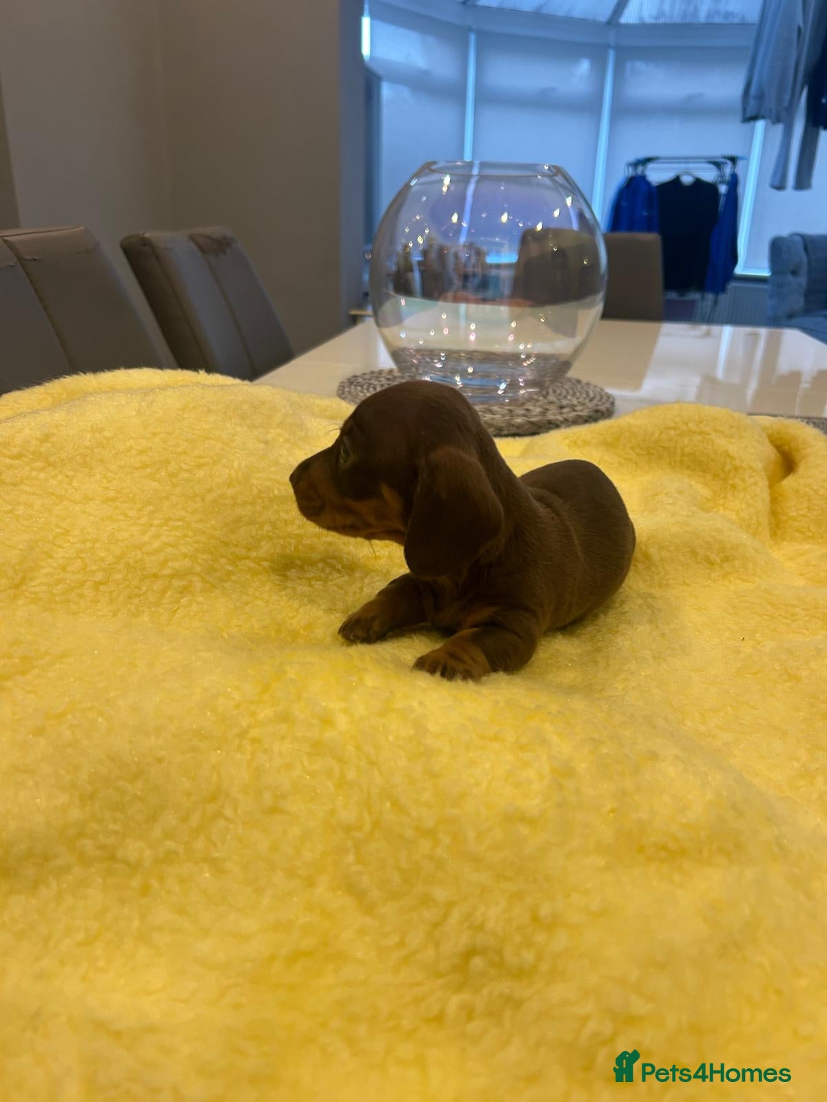 Miniature Dachshund dogs  🐾 Adorable Puppies Ready for Loving Homes! 🐾 - Advert 13