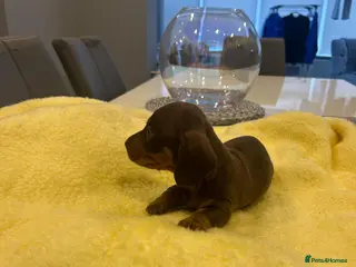 Miniature Dachshund dogs 🐾 Adorable Puppies Ready for Loving Homes! 🐾 - Advert 4