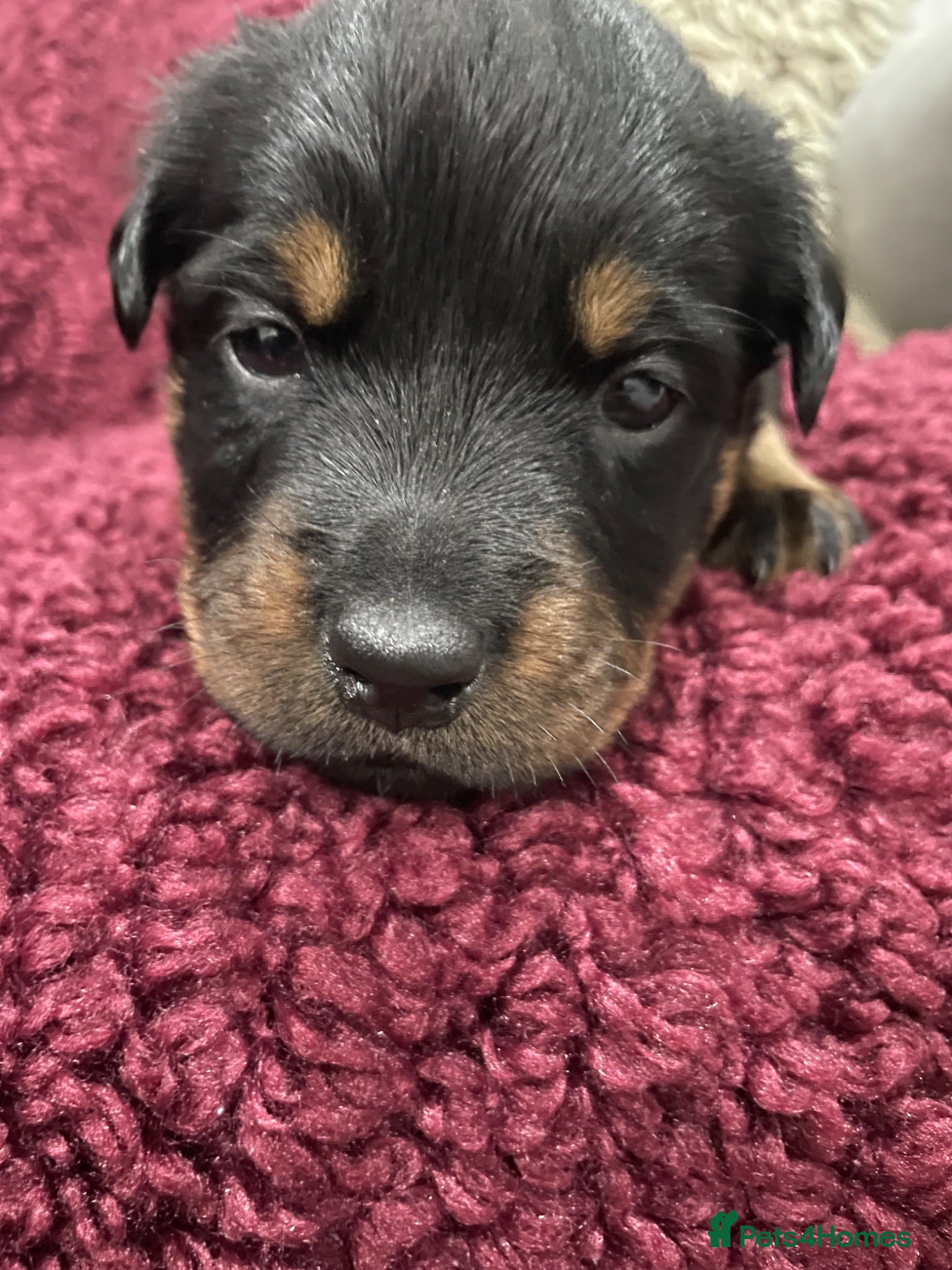 Mixed Breed dogs Rottweiler x Rottweiler x Akita  - Advert 1