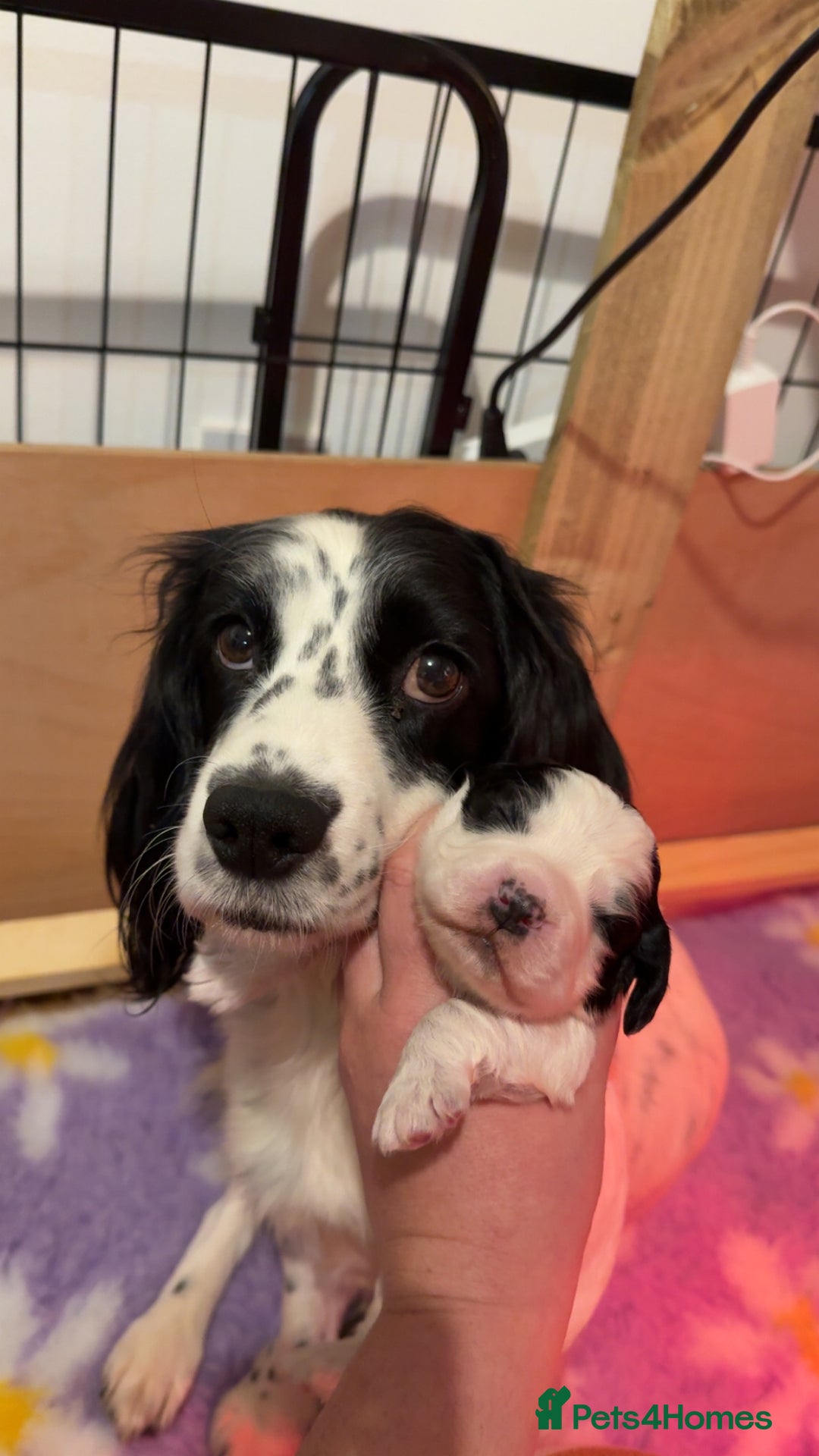Cocker Spaniel dogs for sale: White and Black Cocker Spaniel dog Pup - Advert 6