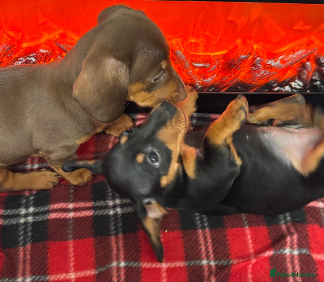 Dachshund dogs for sale: Mini dachshund puppies, PRA clear, health tested - Advert 36