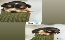 Mixed Breed dogs for sale: 5 Cocker x Collie Puppies  - Image 2
