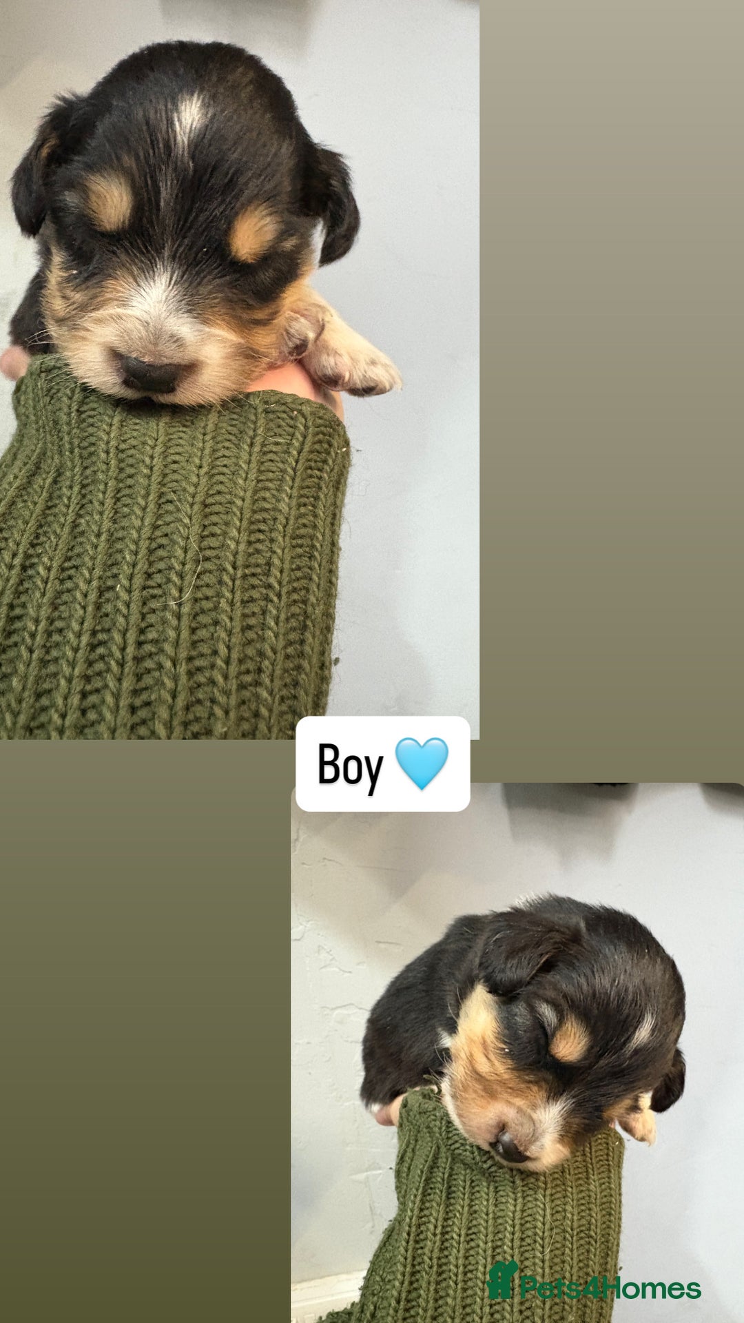 Mixed Breed dogs for sale: 5 Cocker x Collie Puppies  - Image 2