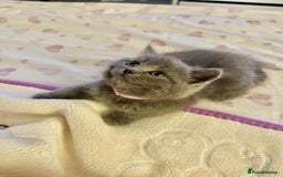 British Shorthair cats for sale: British shorthair kittens London - Image 5