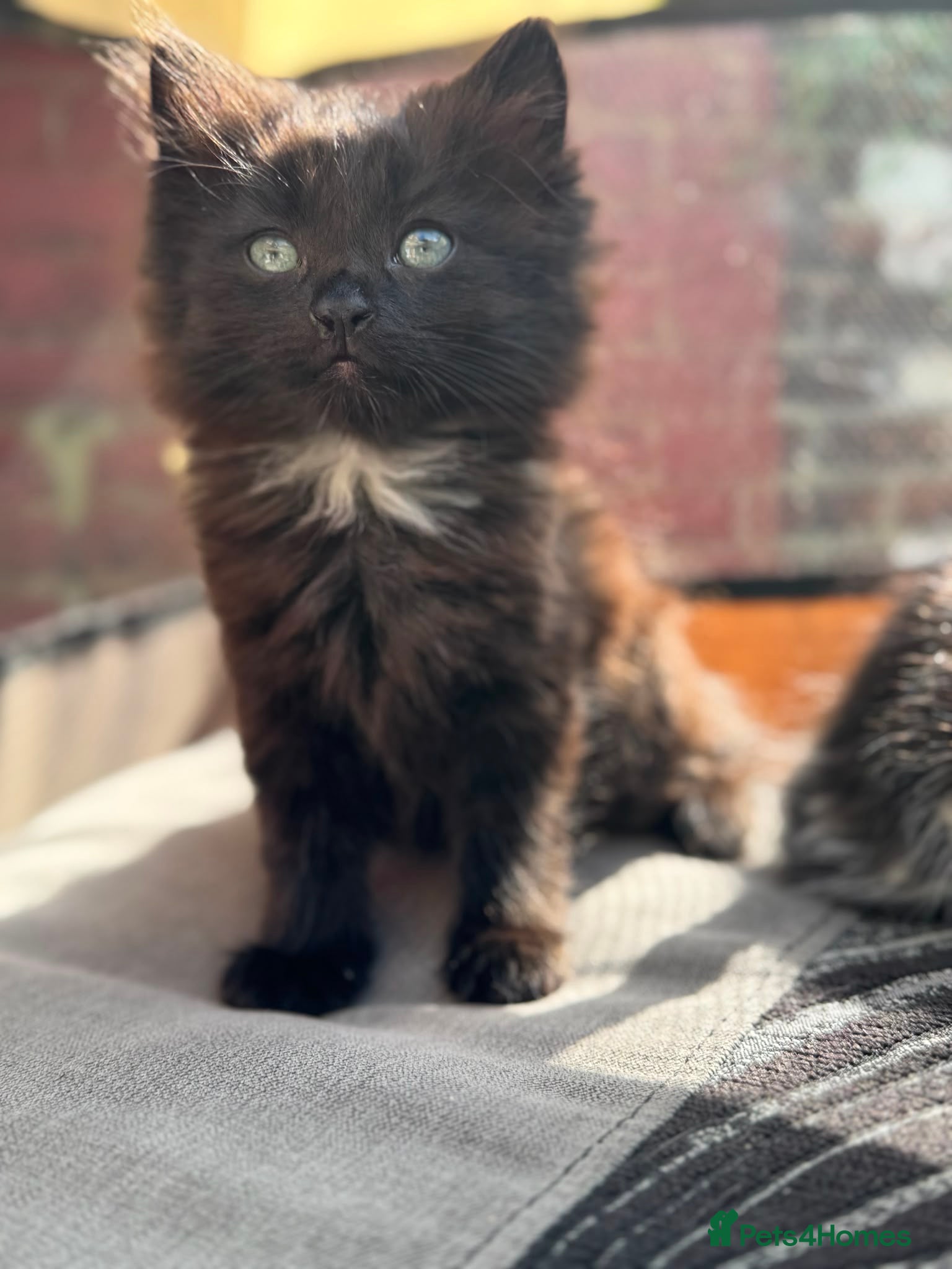 Mixed Breed cats Fluffy kittens - Advert 1