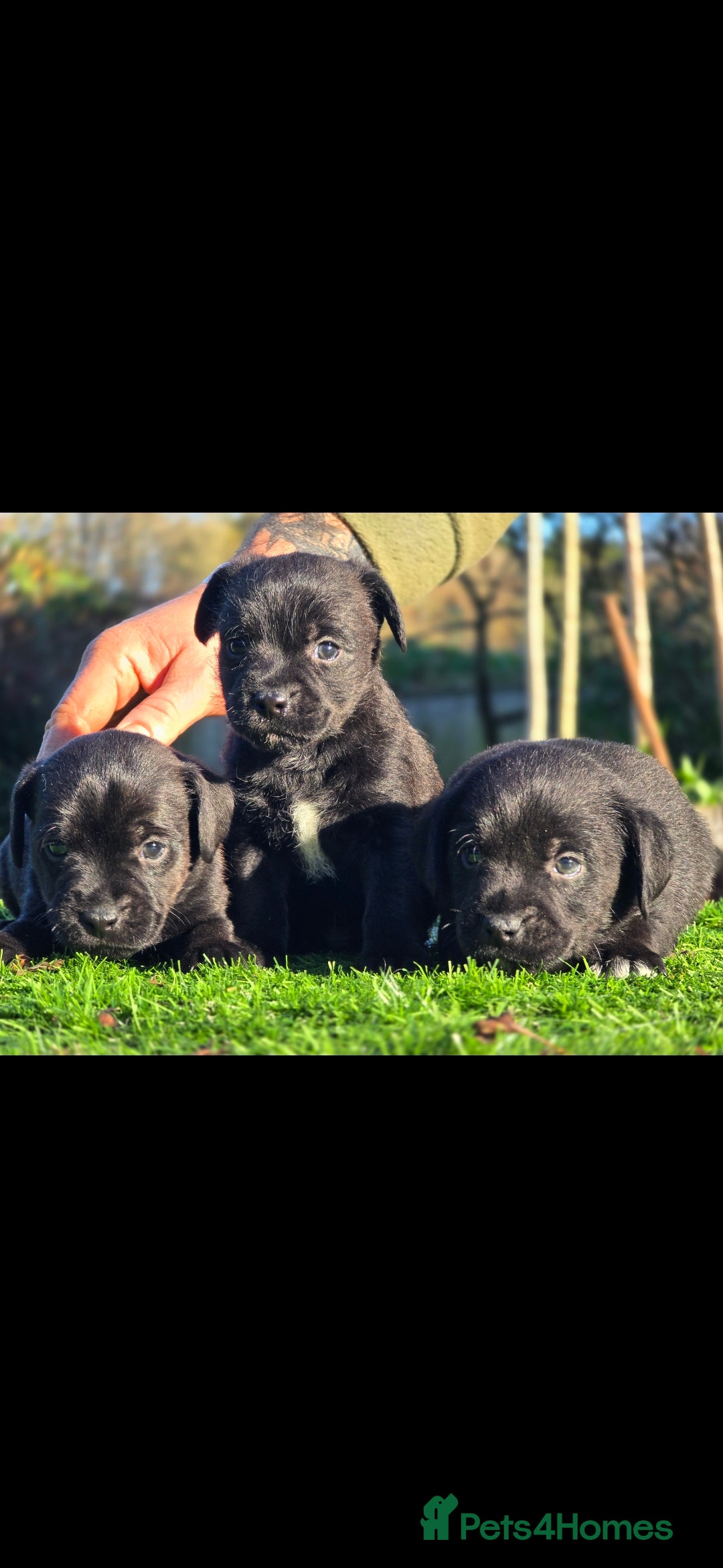 Mixed Breed dogs for sale: Border terrier cross patterdale terrier - Advert 2