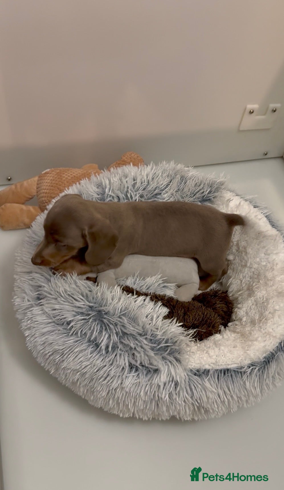 Miniature Dachshund dogs Ready Now Quality mini Isabela & tan Daxi puppy,s  - Advert 2