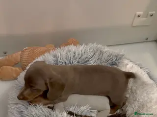 Miniature Dachshund dogs Ready Now Quality mini Isabela & tan Daxi puppy,s - Advert 3