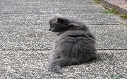 British Longhair cats for sale: Fluffy Grey British Longhair Kittens - Image 4