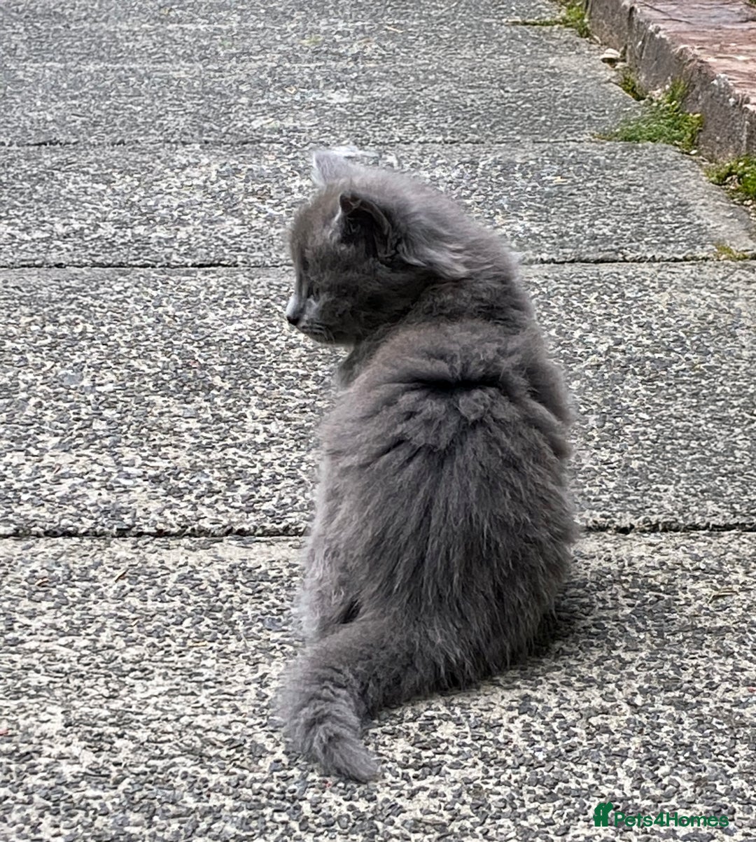 British Longhair cats for sale: Fluffy Grey British Longhair Kittens - Image 4