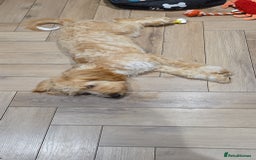 Cockapoo dogs for sale: 7 month old Benson  - Advert 10