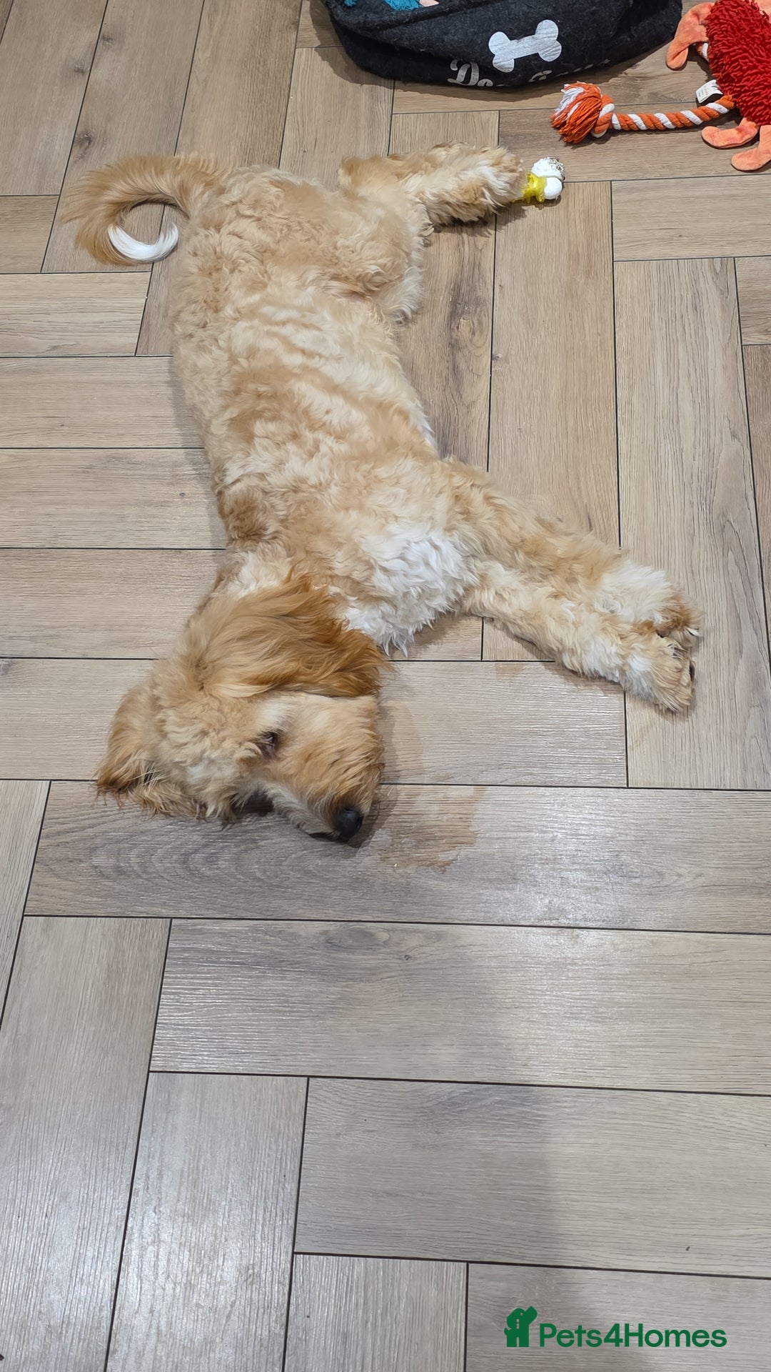 Cockapoo dogs for sale: 7 month old Benson  - Advert 10