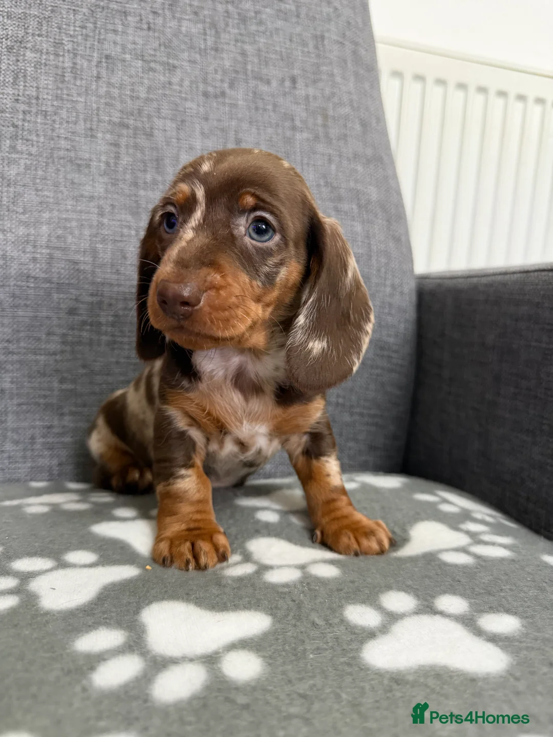 Dachshund dogs for sale: Miniature Dachshund puppies  - Advert 8