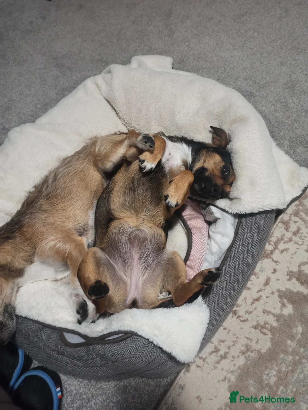 Patterjack dogs for sale: Pippa and Poppy - Advert 6