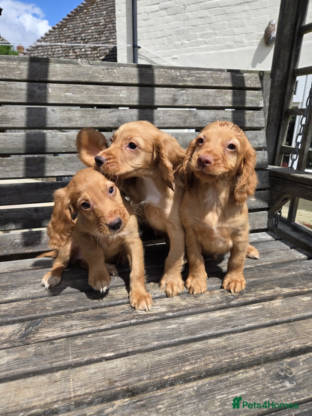 Cocker Spaniel dogs for sale: Cocker spaniel pup,FULLY VACCINATED LAST GIRL   - Image 3