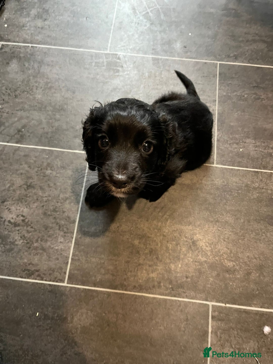 Cocker Spaniel dogs for sale: Cocker spaniel puppy for sale  - Advert 3