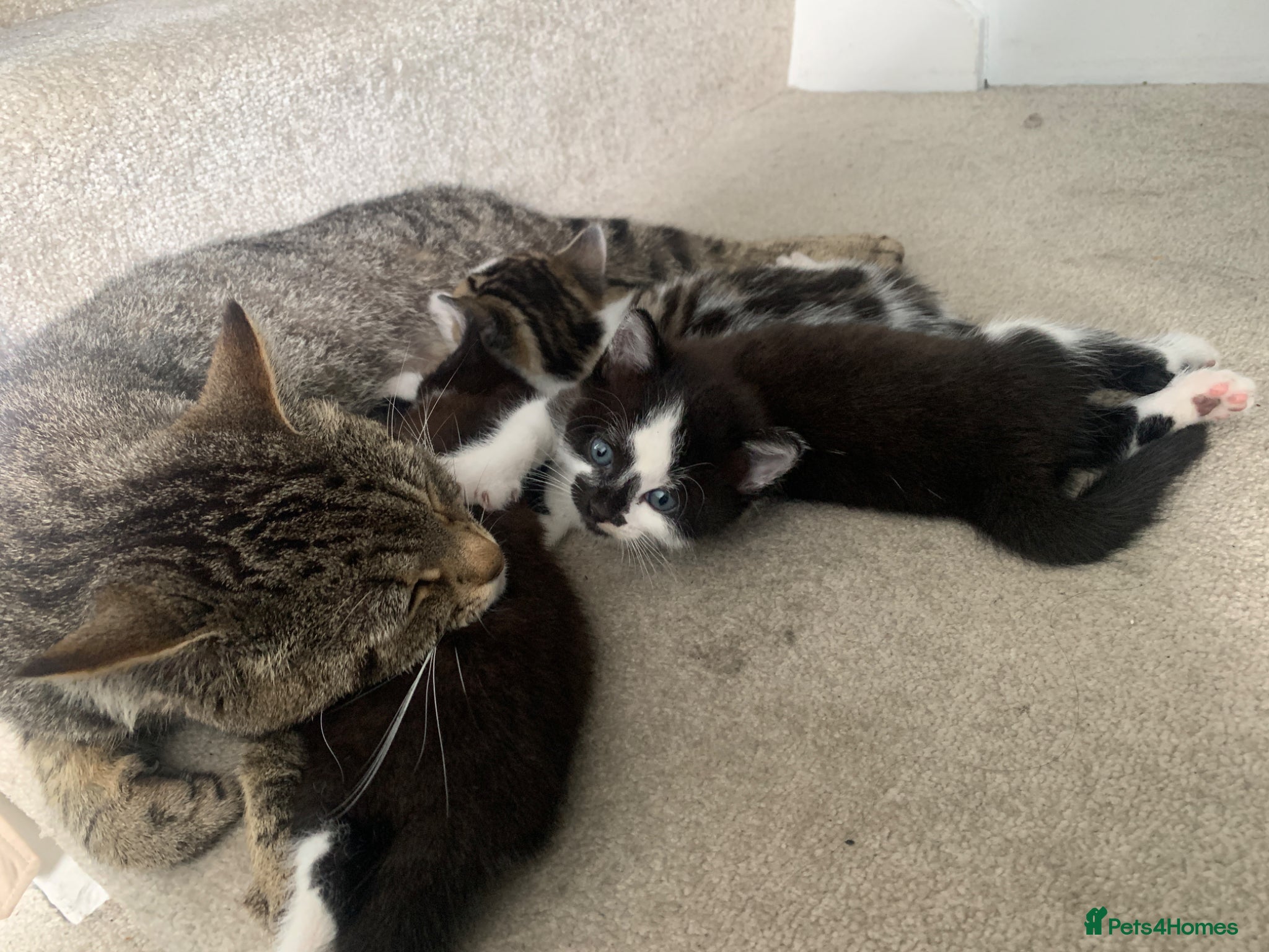 Mixed Breed cats for sale: Gorgeous Tabby Kittens - 3 Left - Advert 18