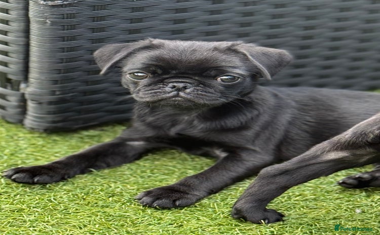 Pug dogs - Advert 2