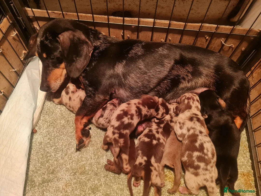 Miniature Dachshund dogs for sale: Miniature dashound  - Advert 2