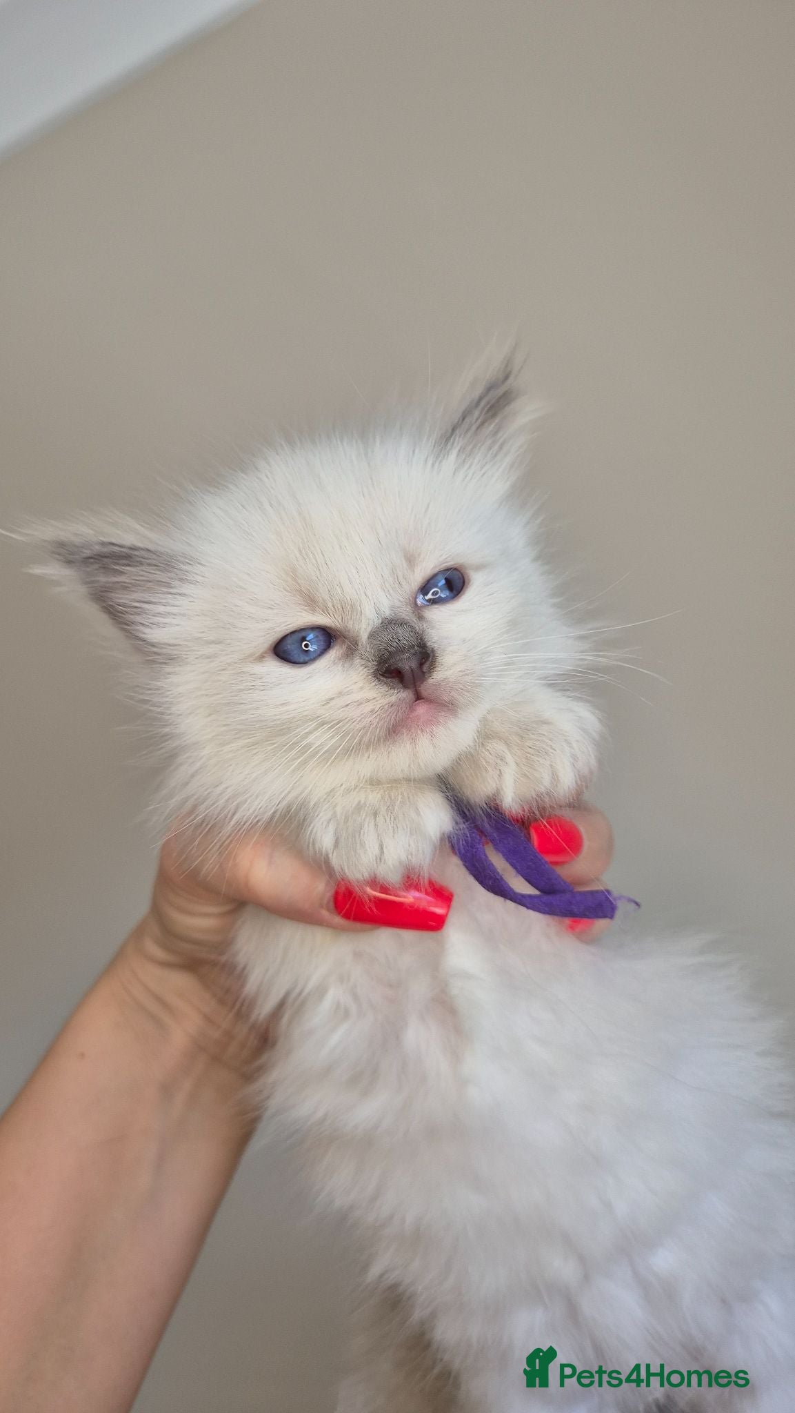 Ragdoll cats Our beautiful ragdolls 🐾 (ONLY 1 LEFT) - Advert 3