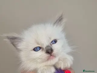 Ragdoll cats Our beautiful ragdolls 🐾 (ONLY 1 LEFT) - Advert 3