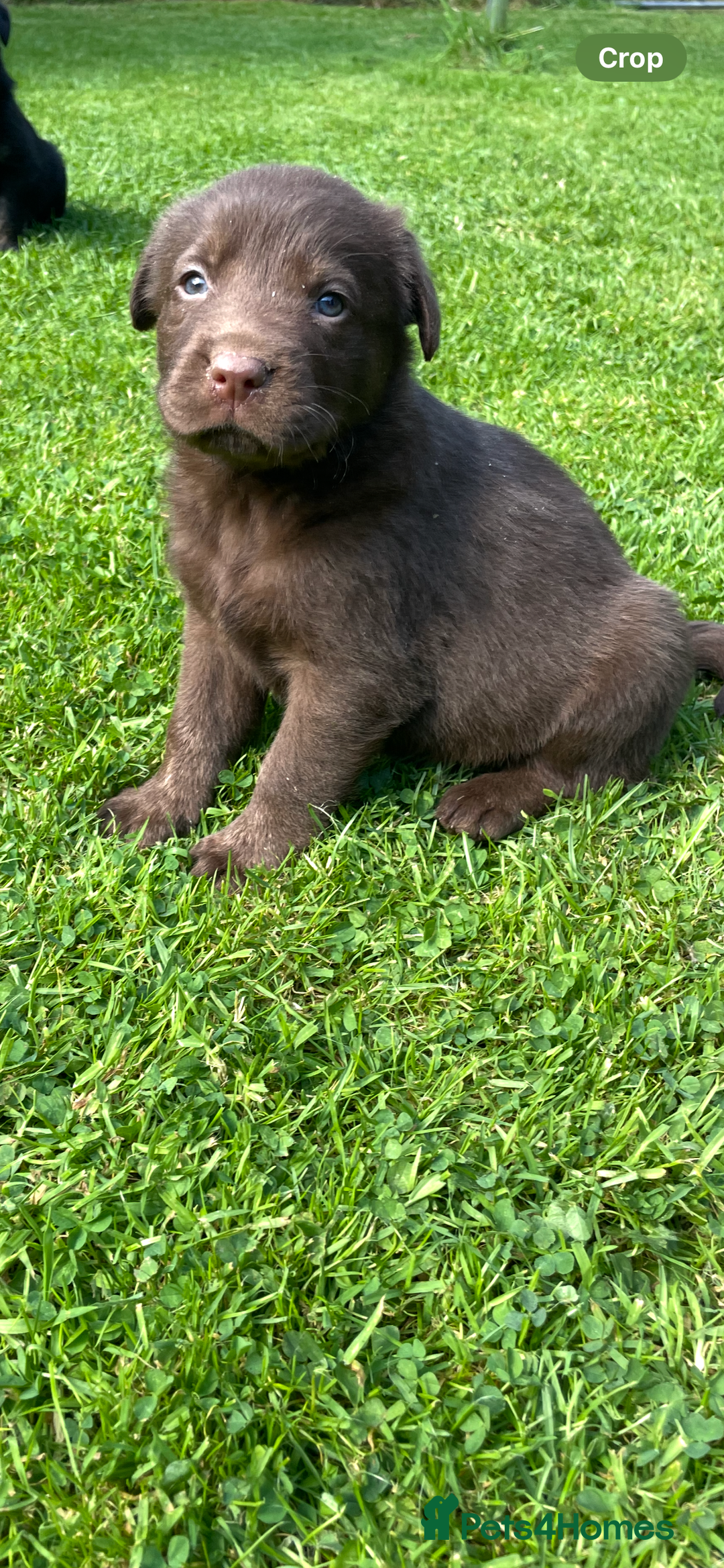 Borador dogs for sale: Lab x collie puppies  - Image 22