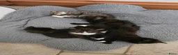 Mixed Breed cats for sale: Gorgeous kitten  - Advert 11